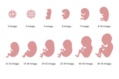 janin umur 4 bulan , bentuk janin usia kandungan 4 bulan, bentuk